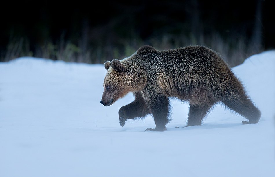 I'm in the Tatras in Slovakia leading wild brown bear workshops. Here's a shot from the first hide session...