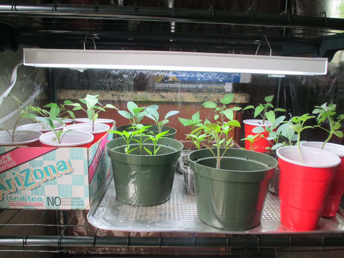 MicheleKulesa's tweet photo. #Seedling Update:7 weeks old. Cauliflower, Green Pepper, Tomatoes &amp; Watermelon #freshingredients #gardening #cooking https://t.co/eIc8It7sJY
