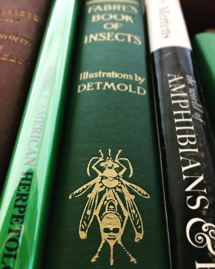 supermartie's tweet image. Fabre&apos;s Book of Insects #insects #bugbook #bugcollectors ift.tt/1NZjQHS