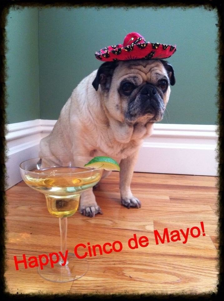 DPariseRacing's tweet photo. Our @ProModBella wishes you all a Happy #CincoDeMayo ! Please #Dontdrinkanddrive But have fun! https://t.co/s3GXu7eLwp