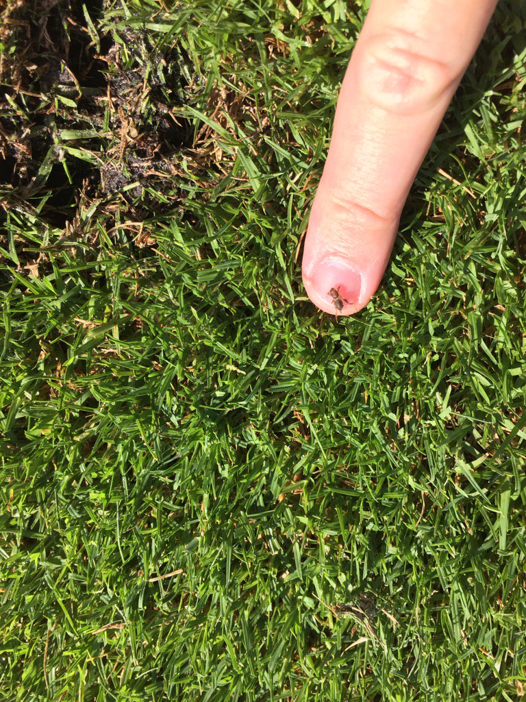 jasonr_mulcahy's tweet photo. Mole cricket nymphs just emerging in Daytona. Triple Crown should go out around Memorial Day #soapflush @FMCturf https://t.co/6XKnRtUUx2