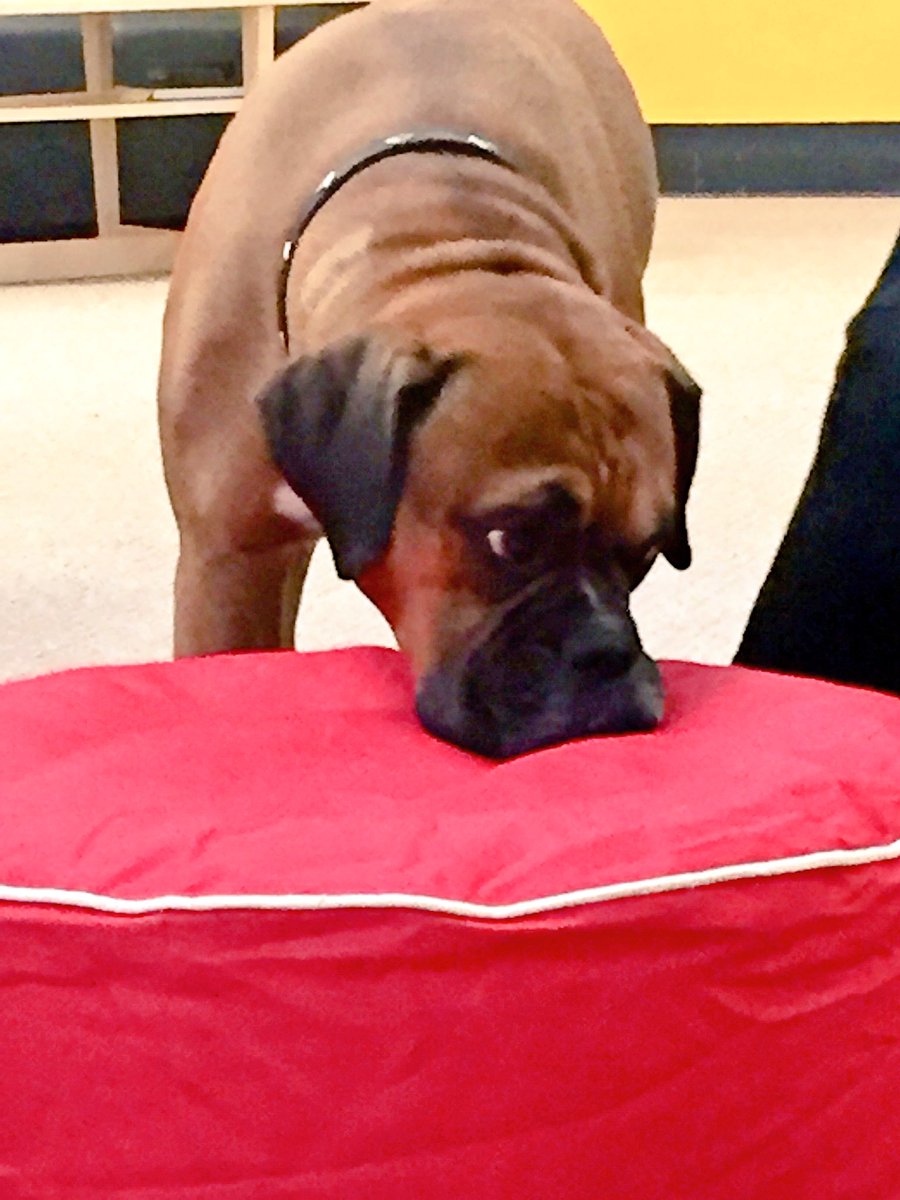 ChiefK9Officer's tweet photo. This face is a guaranteed hug. #Gus #officedog #office #petsatwork #mascot https://t.co/jcIsuEhKV9
