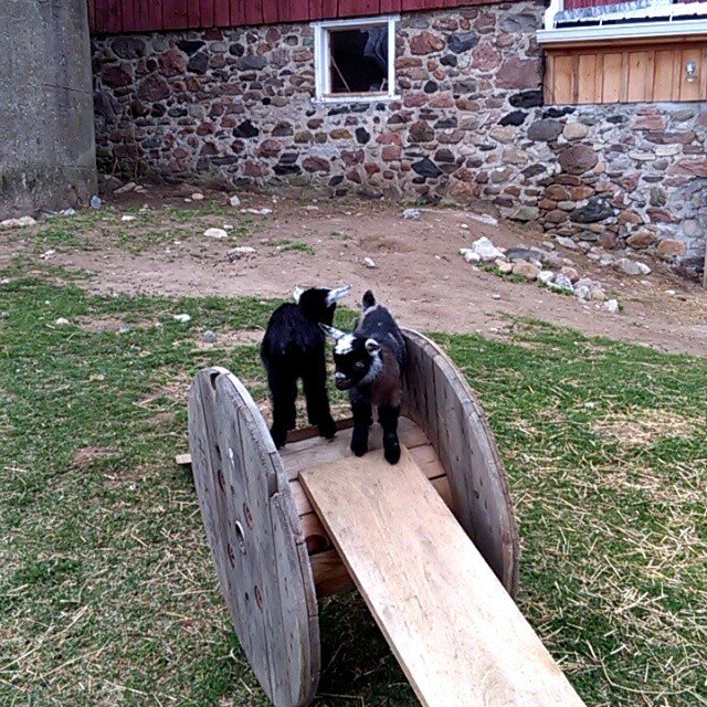 HauteGoat's tweet photo. Goat baby fun in the morning Watch #Instavideo:https://t.co/E49yY6wP3K https://t.co/duogKnC9nI