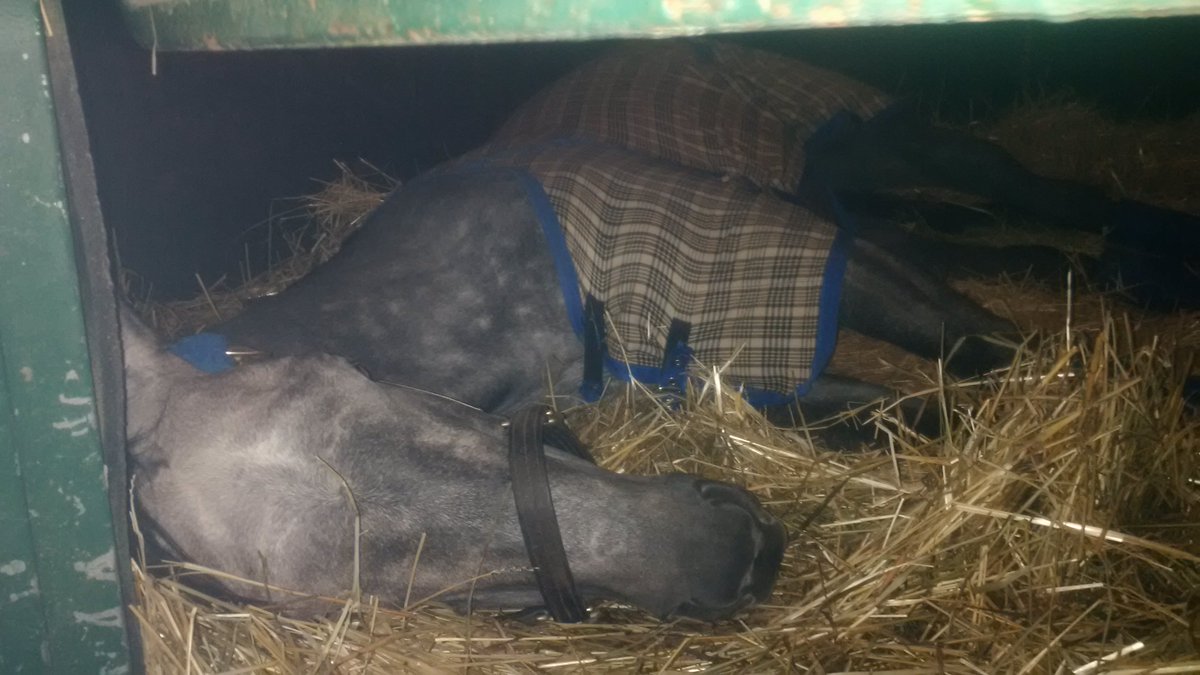 ClothesHorse39's tweet image. How Mimi spends her day off after a work lol..#teampierce #pinoakstud #breezers 🏇