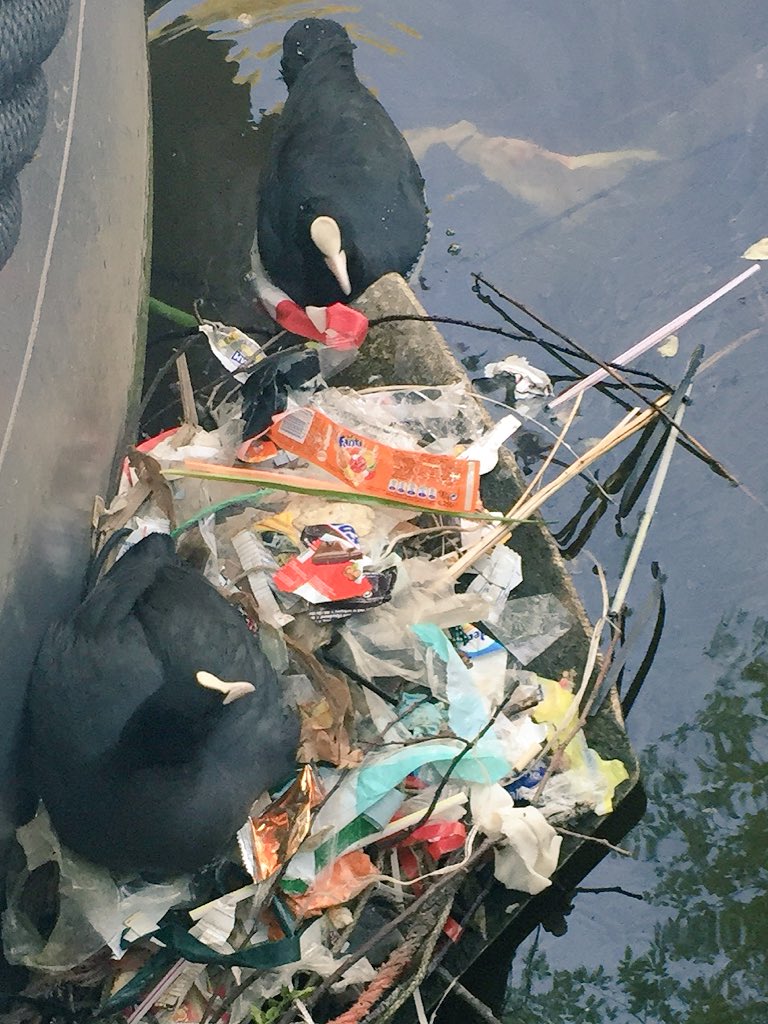PaulaPryke's tweet photo. Two water birds building a nest of rubbish in Amsterdam #litter #waste2016 #sad #human https://t.co/QTrofuA7WY