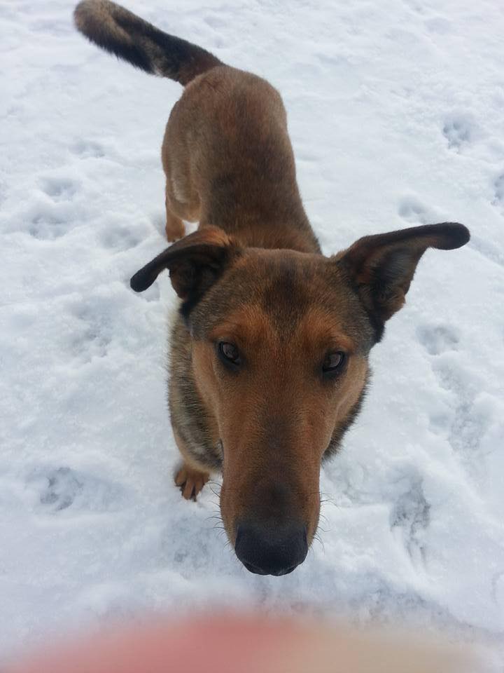 DanaLeaB1's tweet photo. #ymmfire #ymmhelps  Max loose in Anzac On the Ft Mac First Nation Reserve ,If anyone sees him, pick up https://t.co/klGWFnbOoC