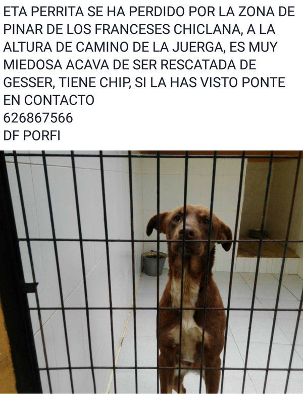 LostAnimales's tweet photo. #Cadiz Perro perdido! En Chiclana de la Frontera https://t.co/Fplgh0uYY9