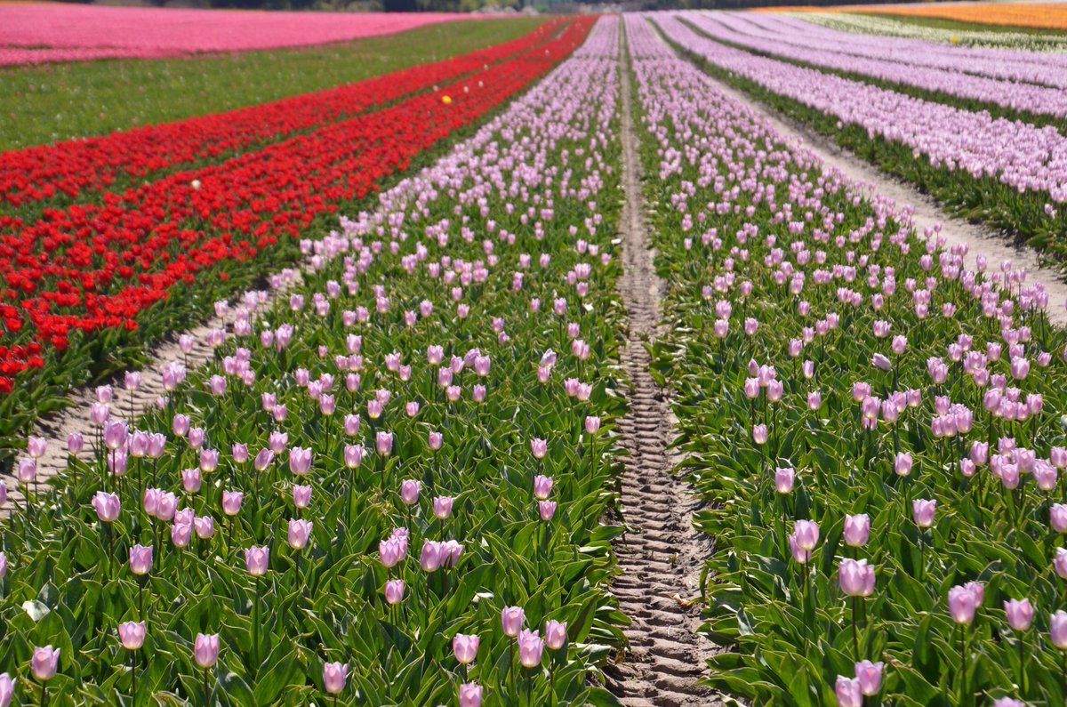 gtimmer50's tweet photo. Prachtige tulpen https://t.co/sgv2F8kpdg