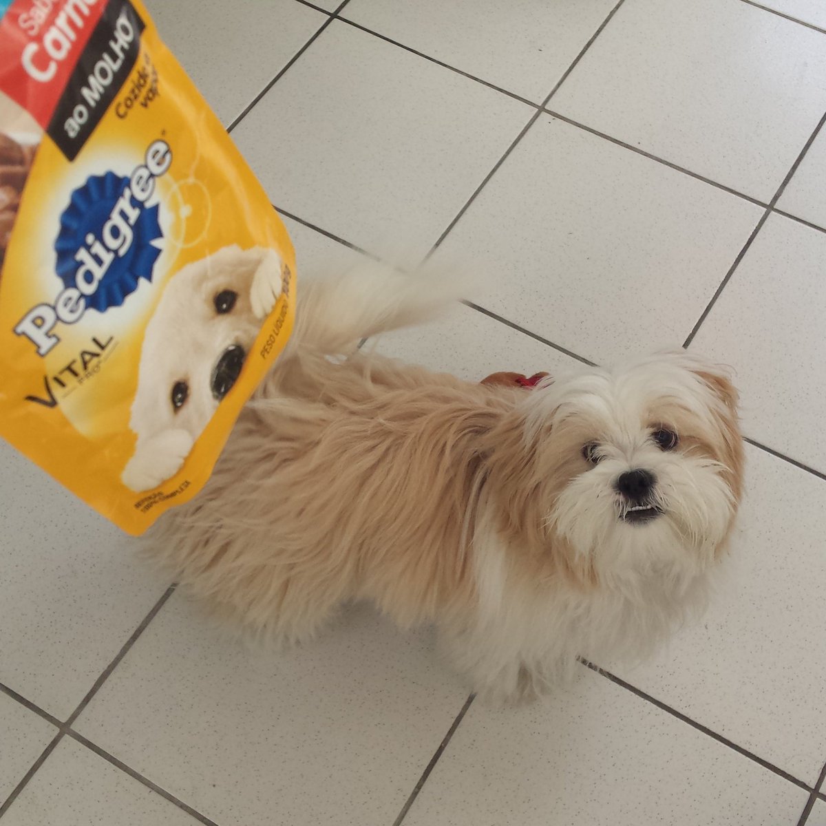 irmaospeludos's tweet photo. Aaah quem não gosta de um #pedigreesache ?  #pedigree #zeus #irmaospeludos @pedigree @meupetcharmoso https://t.co/a273QN7rke
