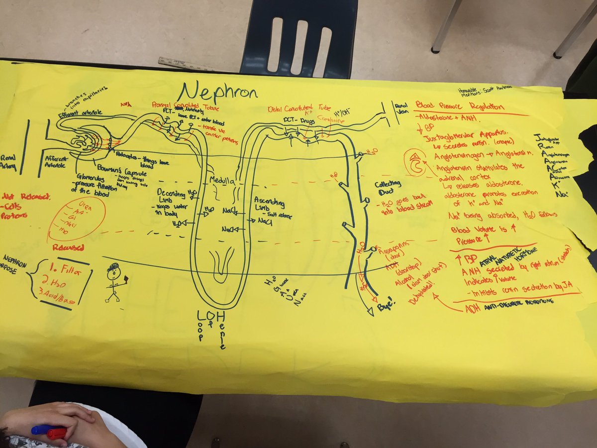 PENH16H's tweet photo. @ bio 12 students!! here's the entire unit on a piece of paper! #YoureWelcome @penhighbio https://t.co/A9iugqF6lj