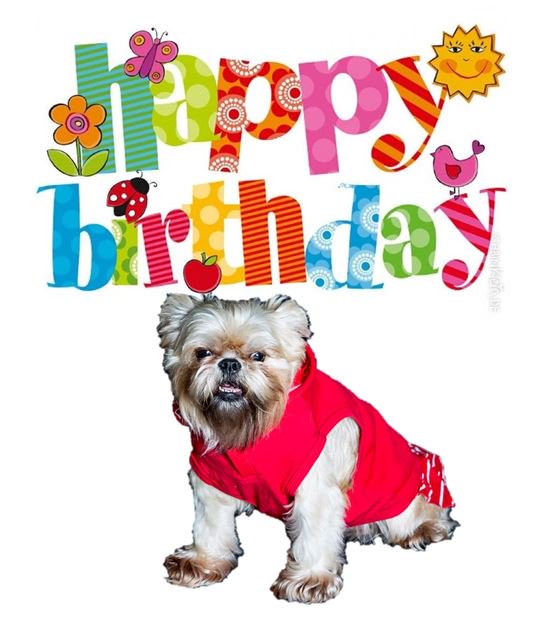 groversimba2's tweet photo. Happy Birthday Lizzie!!
#hbd #brusselsgriffon #ivs #mascot #love https://t.co/SrfxNMAfYH