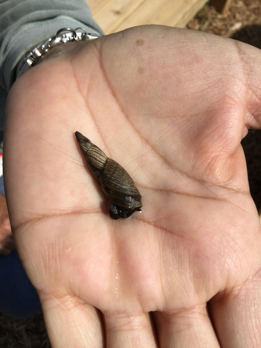 BVMesser1's tweet photo. The pond snail was a favorite! Water and the warmth of Ms. Callaghan's hand brought the creature out of it's shell. https://t.co/9cJCvZN3wl