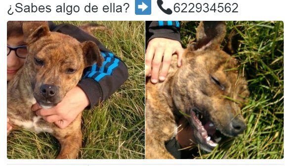 LostAnimales's tweet photo. #Zamora Perro perdido! en Morales del Vino https://t.co/xPflUjCSAS