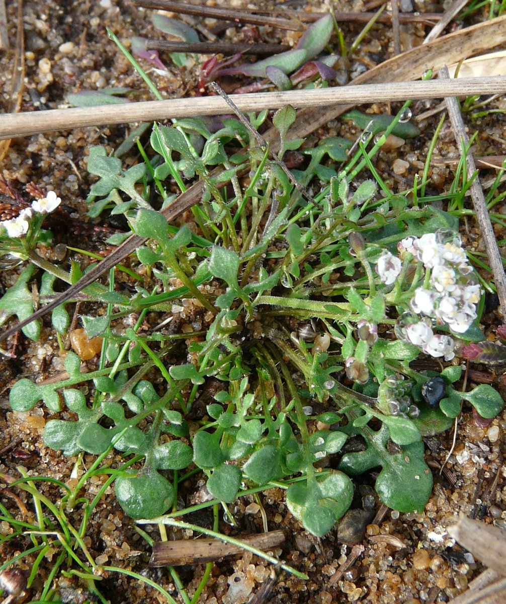 BSBIbotany's tweet photo. Near Threatened Shepherd's Cress new population found #Thursley #NNR #Surrey https://t.co/v3PlGbDXYr #EnglandRedList https://t.co/FQeIzXy0uN