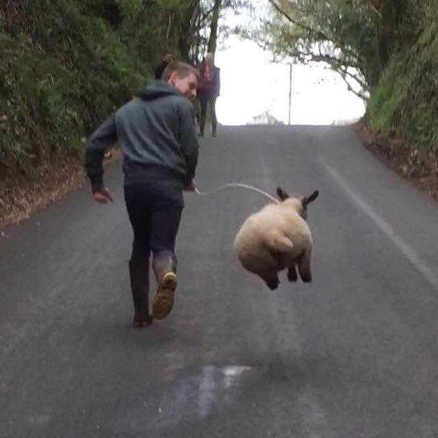 Thanks to Molly for this pic of a frisky #lamb on patrol - apparently it firmly believes it's a dog.
