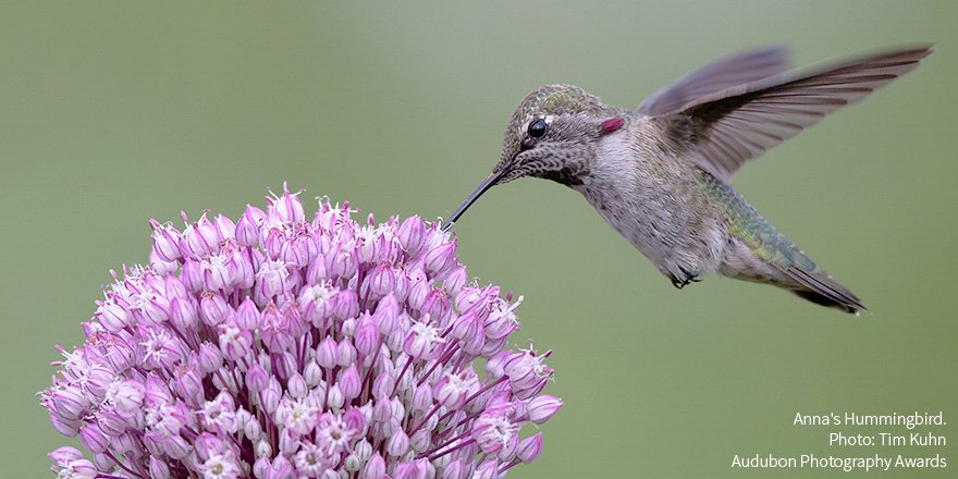 audubonsociety's tweet photo. Help track how hummingbirds are affected by #climatechange with Hummingbirds at Home https://t.co/gJCA3MkJ5A https://t.co/ReUvwuj1oM