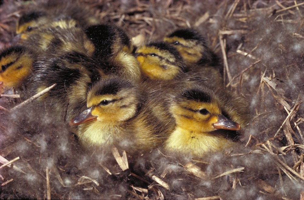 ducanada's tweet photo. Kids deserve to grow up with #nature &amp; #wildlife. Support #wetland #conservation in #Canada https://t.co/1UfIiDorIj https://t.co/O68yk5wrbH