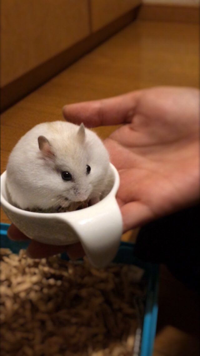 白くて丸いもの検索