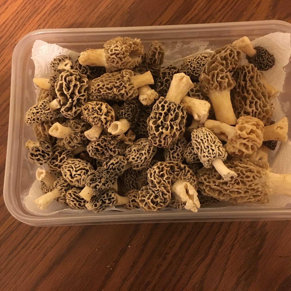 LukeEmde's tweet photo. Its that time of the year!
#morels #foraging https://t.co/oma9SZkMVh