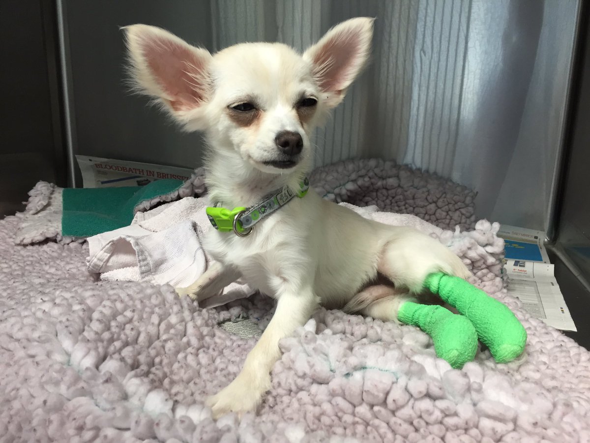 Don the chihuahua recovering manfully from his surgery this morning @BDCH