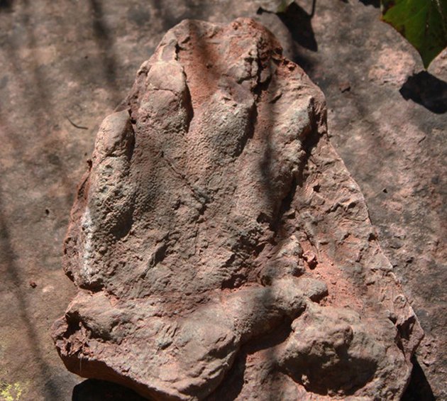 DiscoverDrCool's tweet photo. Amazing find while hiking! "Best preserved print ever found" https://t.co/GNknaE5ylM https://t.co/fFRG4rJ8kt