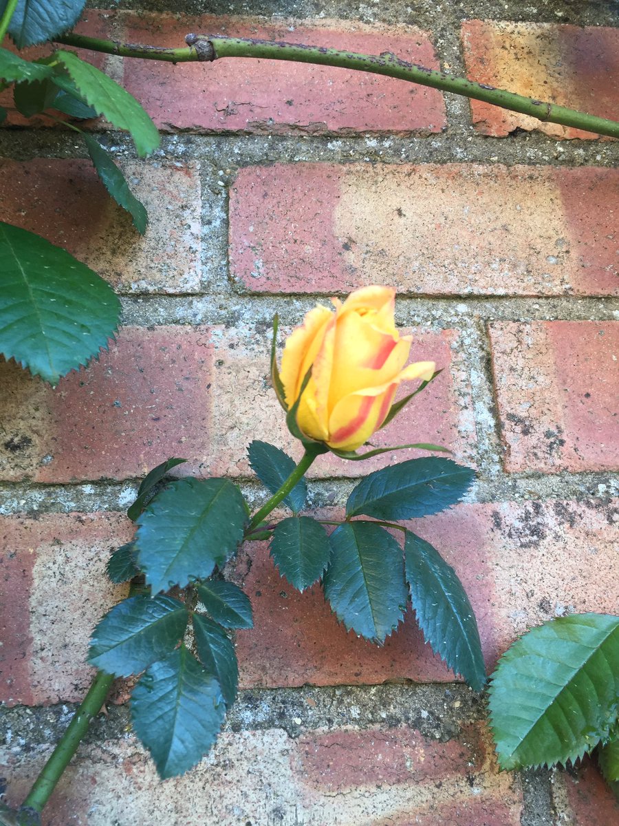 farmerkit's tweet photo. First rose... #maygold. https://t.co/EJOpTLxpLD