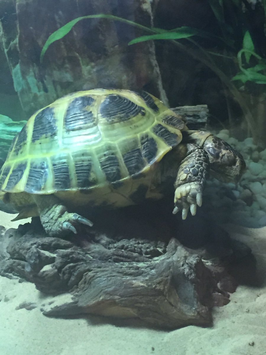LisaLConnect's tweet photo. Soon this little fella will be able to come out and play too #AlanRules 🐢 https://t.co/LgfL2Mwhu1
