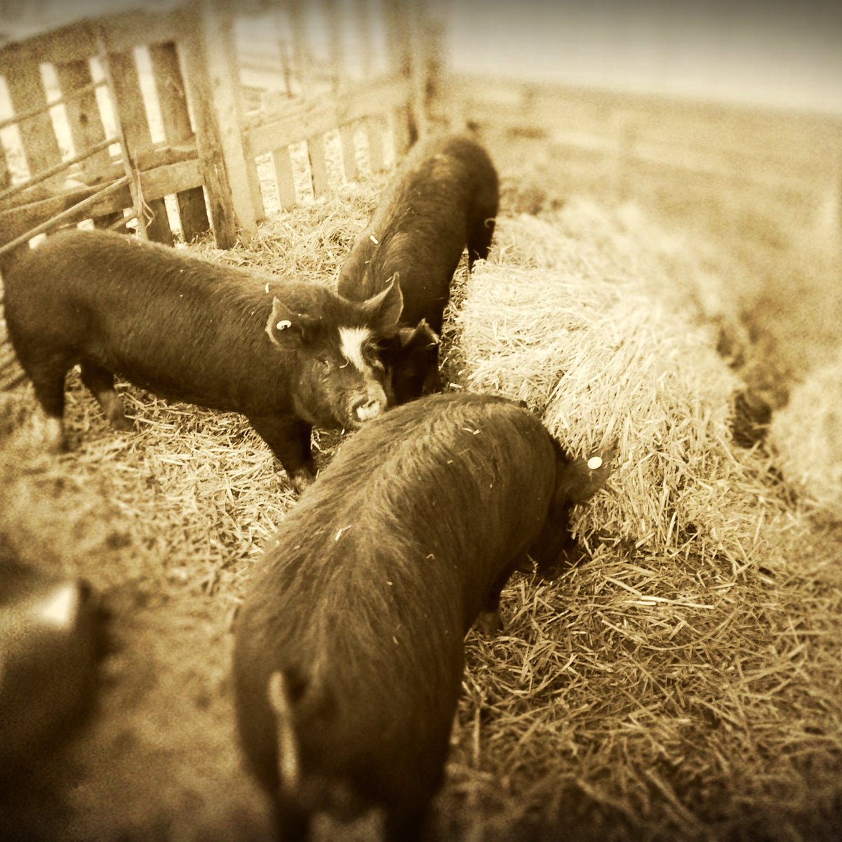 hancocks_meadow's tweet photo. Success!! Pigs home and safe and enjoying there new pen. https://t.co/qGYRiiunyR