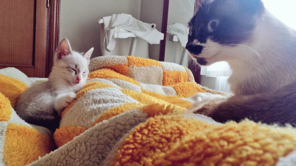 Moonica0207's tweet photo. Tardes de descanso😻 https://t.co/SX0LJGKHJX