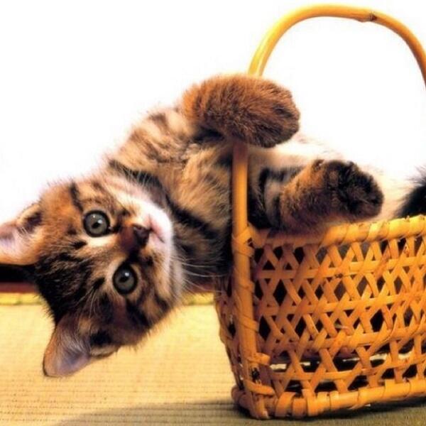 Pics of Cute Cats tweet media