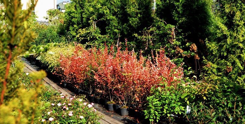 Zetalandru's tweet image. Пора украшать свой сад!!!#Растения для вашего сада #садовыйцентр ZETALAND +7(495)642 20 39