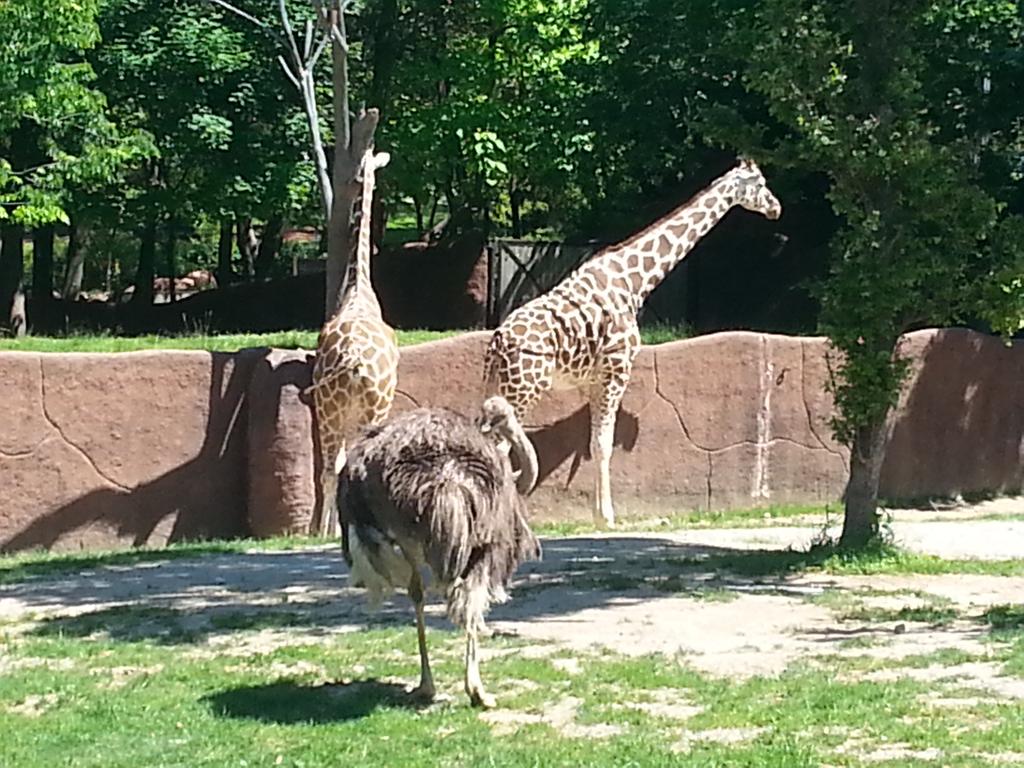 YaBoyJHow's tweet photo. Oh my #fmsteach #fpslearn #fmszoo https://t.co/Jp1bCTxqHG