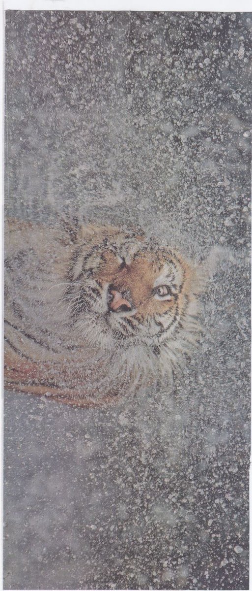 DusheTravel's tweet photo. Les compartimos esta bellísima foto de un tigre sacudiendose el agua después de un merecido baño #zoológico https://t.co/jpA5llnBSY