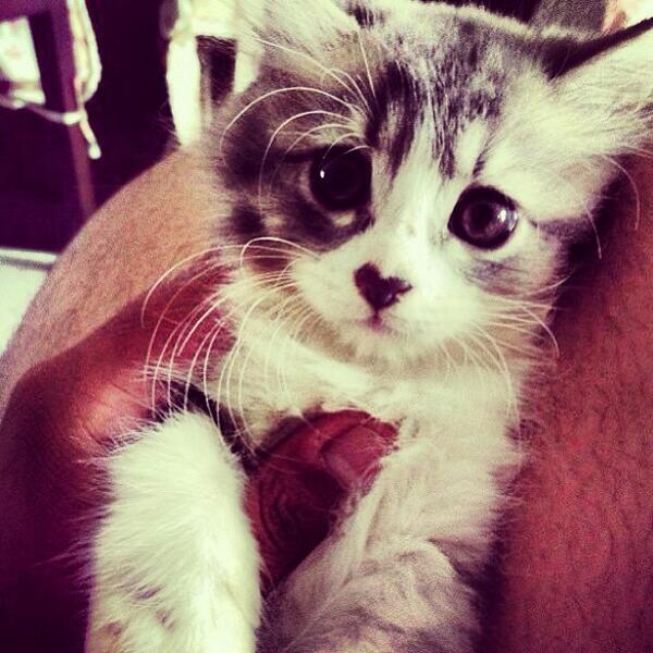 Cute Cats & Puppies tweet media