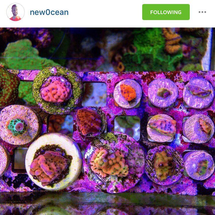 zen_reef's tweet photo. Nothing better than a Zen Reef rack loaded up with fire #coral 🔥 #reefpack #zenreef #reeftank https://t.co/jau1cCaUoz