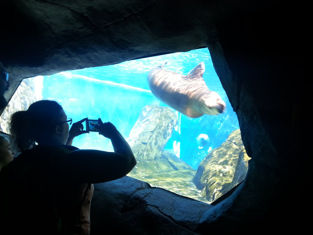 YaBoyJHow's tweet photo. FMS Sea Lions. Can you hold your breath for 20 minutes? #fmsteach #fpslearn #fmszoo https://t.co/mXfg7VZsSN