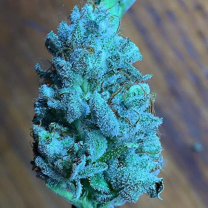 Mia Rushton (@miarushton) on Twitter photo 