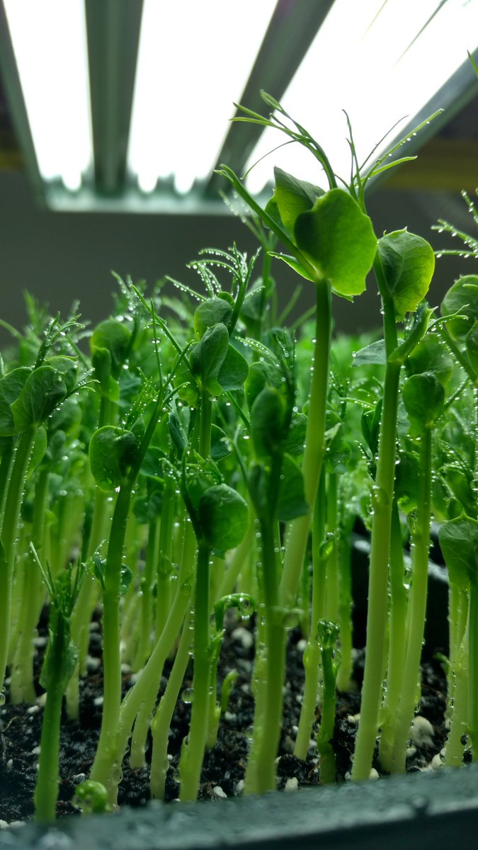 StrataFarms's tweet image. Peas shoots waking up this morning