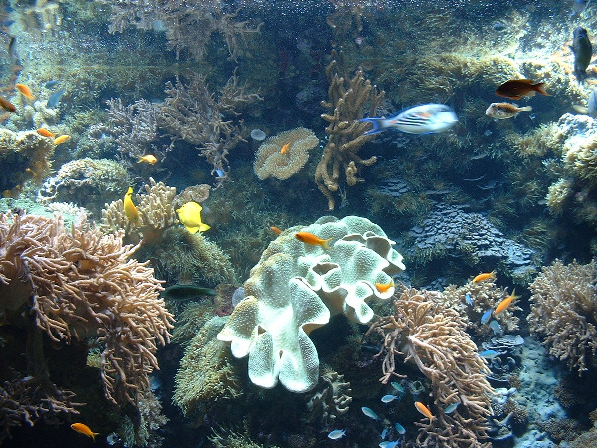UNEP's tweet photo. Florida's #coral reefs are already beginning to waste away, much sooner than predicted: https://t.co/kBbwnHBXgo https://t.co/oJGj6xDO5G