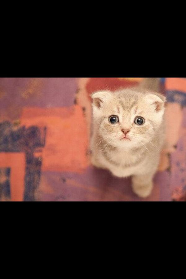 Awesome Cats tweet media