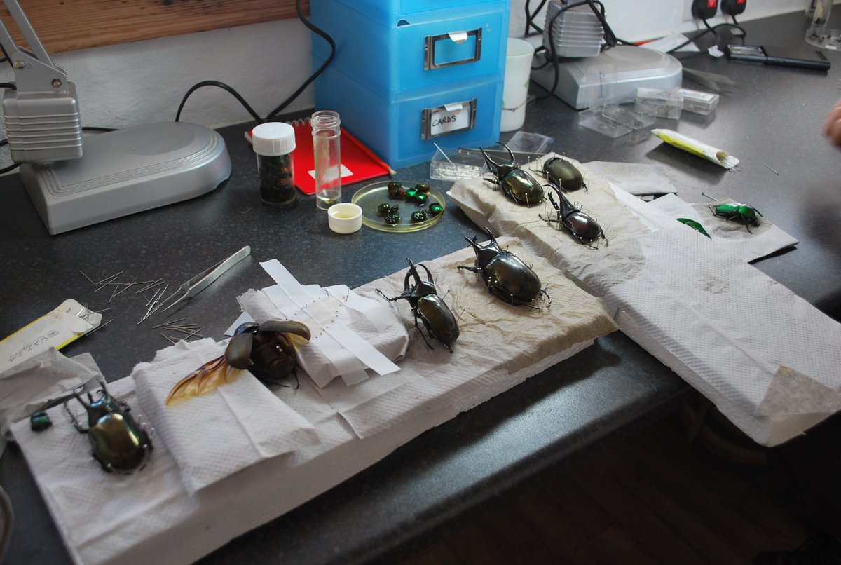 thebugfarmUK's tweet photo. Today, we've been busy pinning beetle specimens for our #bugmuseum. #taxonomy #curation #museum #secondlife https://t.co/QM804KKay6