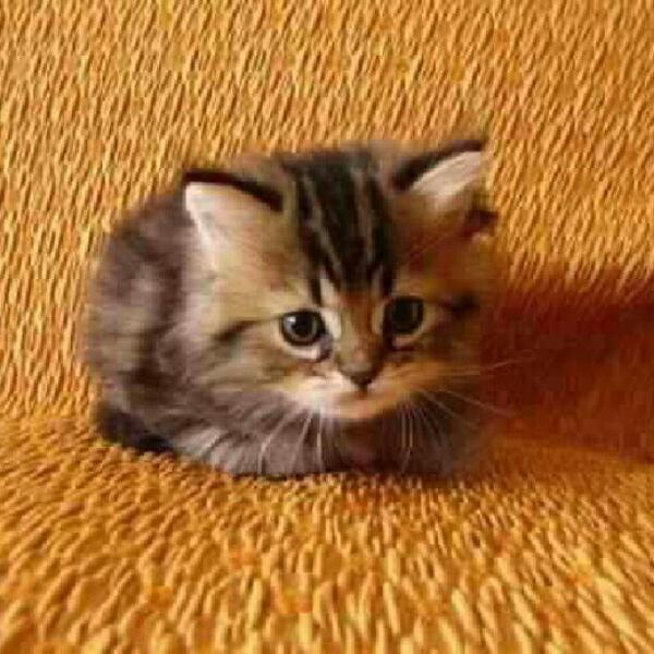 Cute Cats & Puppies tweet media
