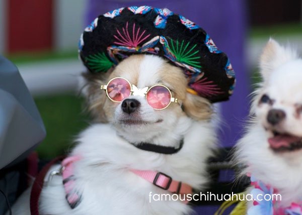 Riverwalkpets's tweet photo. happy cinco de mayo! Don't forget to make those weekend reservations! #riverwalkpetresort #CincoDeMayo #weekendfun https://t.co/N6LuMDI6kj