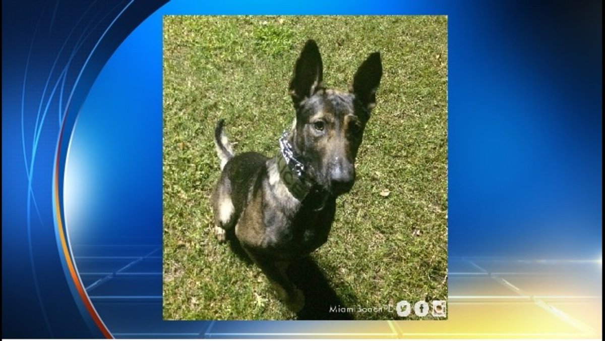 #BREAKING Colt, the missing @MIamiBeachPD K-9, has been found SAFE bit.ly/1UCemnO?utm_me… https://t.co/8TfKyJEOzV