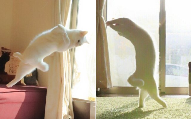xapterweb's tweet photo. Cat Owner Discovers Her Feline Is Actually Ballet Dancer At Heart.
https://t.co/V5boR6o5FD https://t.co/2uEk8y1rGk
