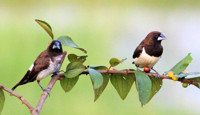 White-rumped Munia: please support ketto.org/WildlifeGoa to save the wildlife In Goa -India
