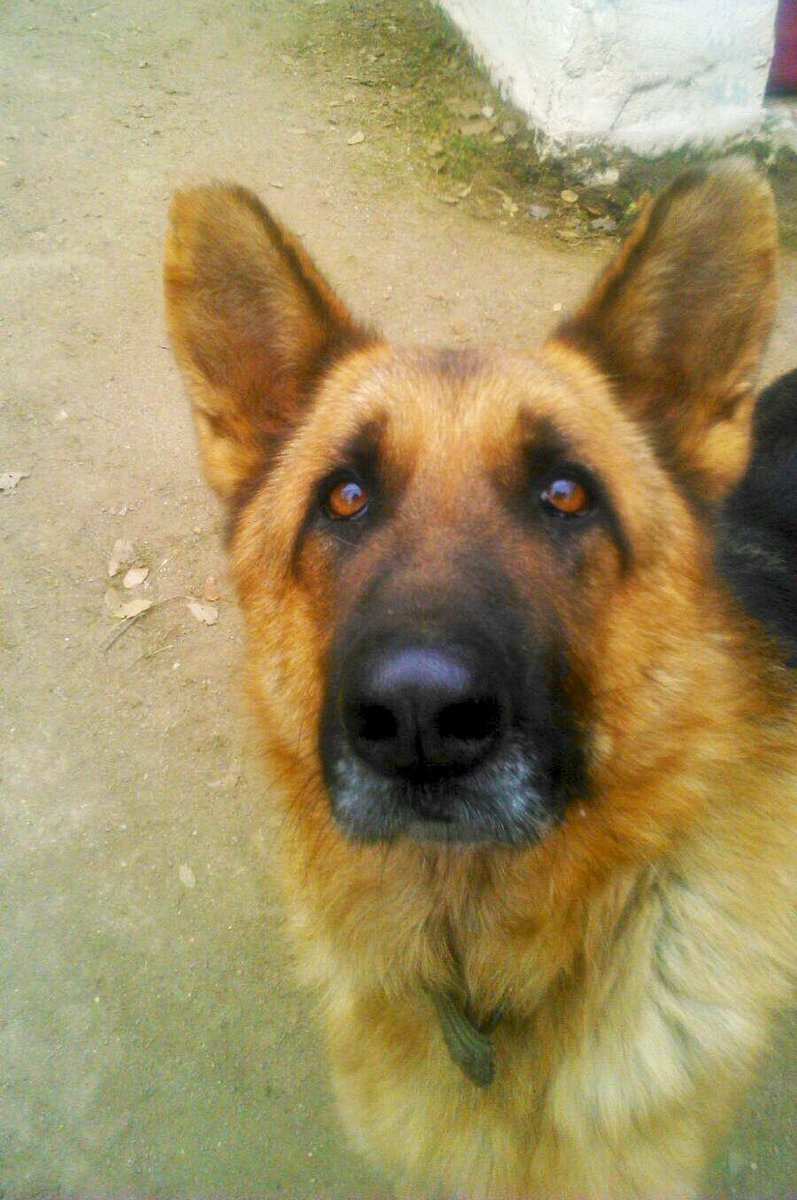 EvaSanMartin__'s tweet photo. La perrera Barcelona baraja sacrificar a #Garulo: su etóloga pide paciencia y un veterinario https://t.co/He283frq33 https://t.co/3AcxlhPf8u