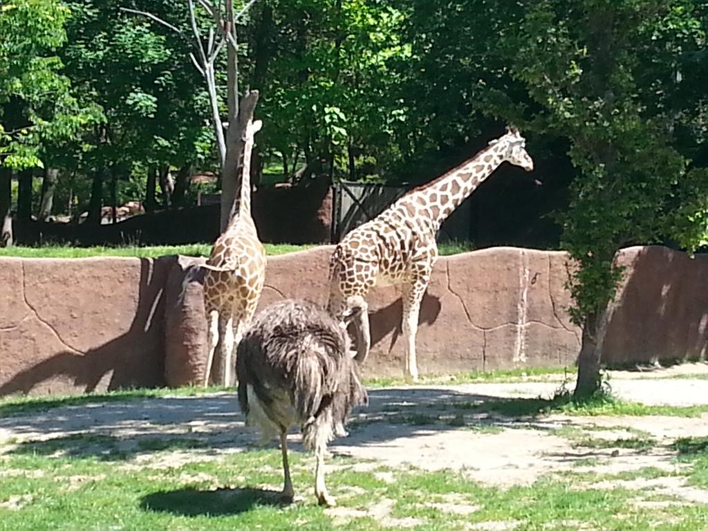 YaBoyJHow's tweet photo. Would you look at that. The majestic giraffe and ostrich. #fmsteach #fpslearn #fmszoo https://t.co/QI2iPdOJab
