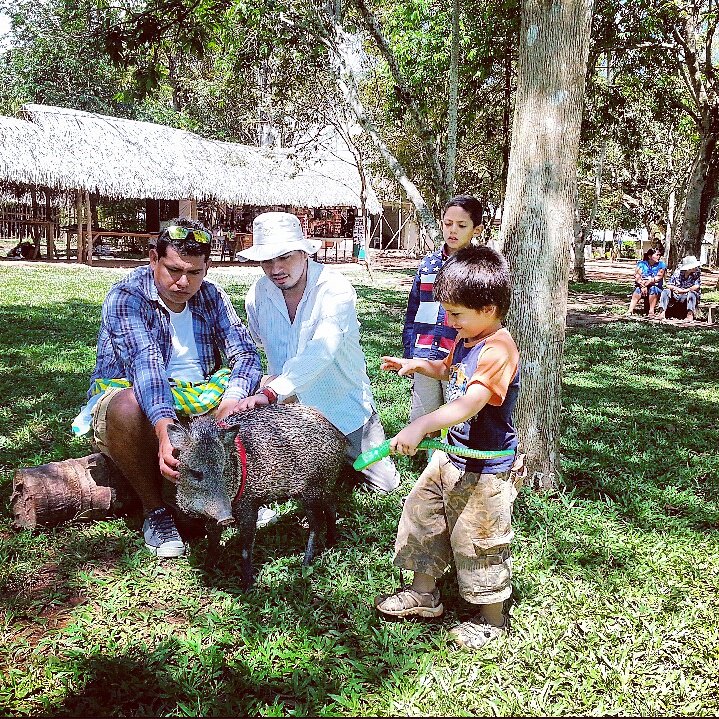 TheJoseOrtiz7's tweet photo. Sajino o Pecari Tajacu en la #LagunaAzul de #Tarapoto. #Life #Cohlear #ImplanteCoclear #CochlearImplant #FelizJueves https://t.co/0su5ajTDGU