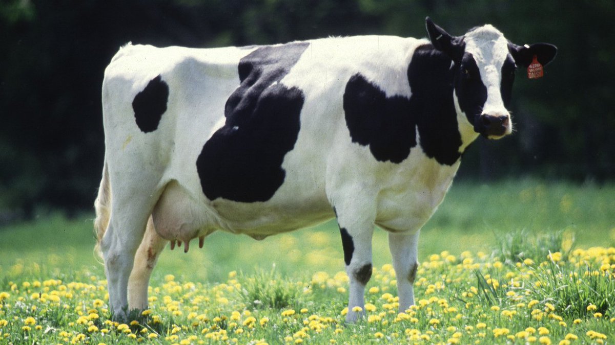 Image result for win a cow